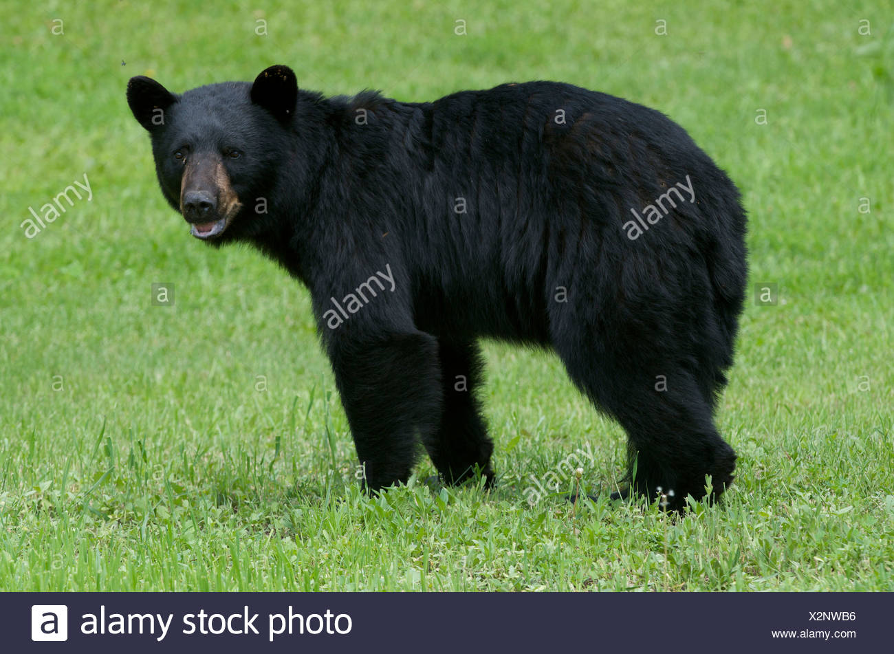 A wild male Black Bear (Ursus americanus) with flies buzzing around his head in Sleeping Giant Provincial Park, Ontario, Canada Stock Photo