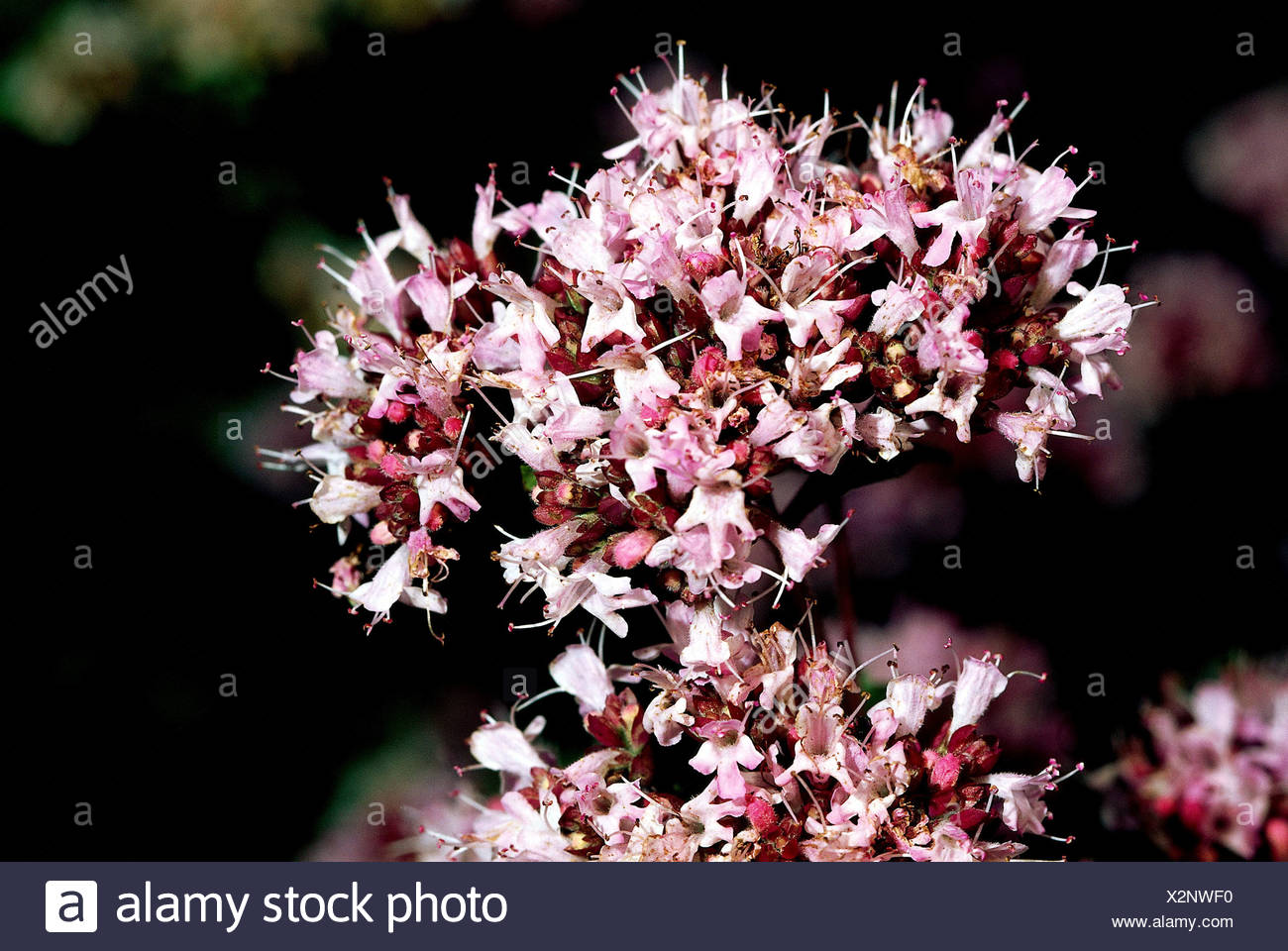 Knotted Marjoram Origanum High Resolution Stock Photography and Images