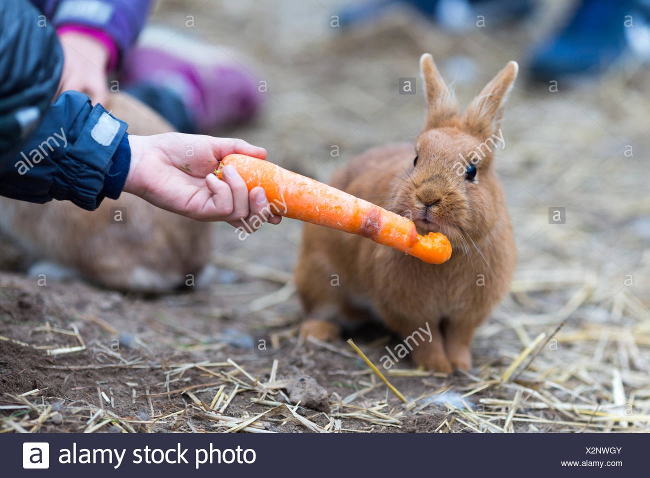 Child Feeding Rabbit Carrot High Resolution Stock Photography and