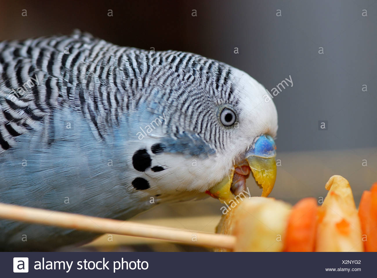 Birds Pecking Fruit Stock Photos & Birds Pecking Fruit Stock Images Alamy