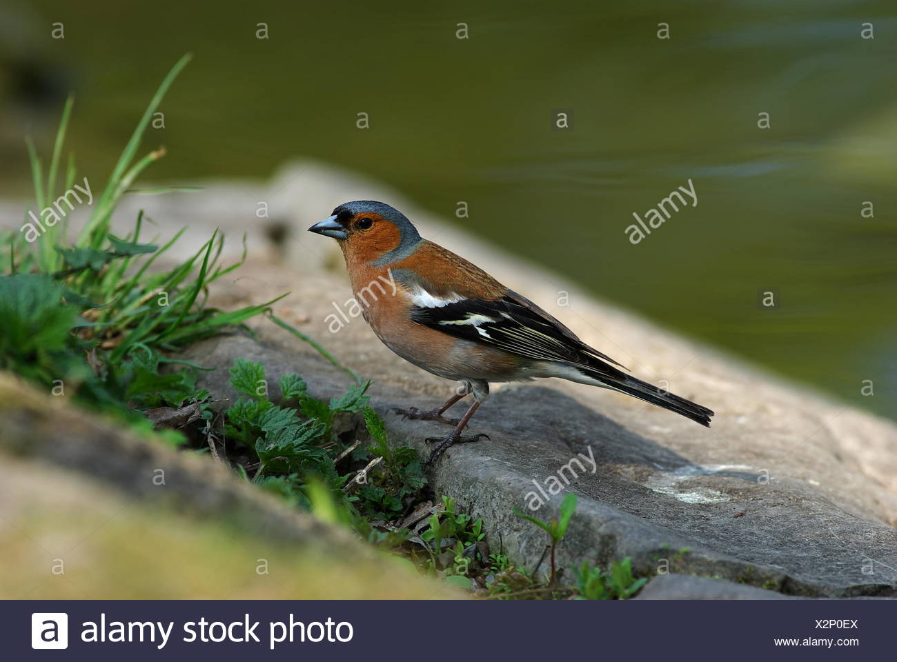 Pinson Des Arbres Stock Photo Alamy Pinson Des Arbres Stock Photo Alamy