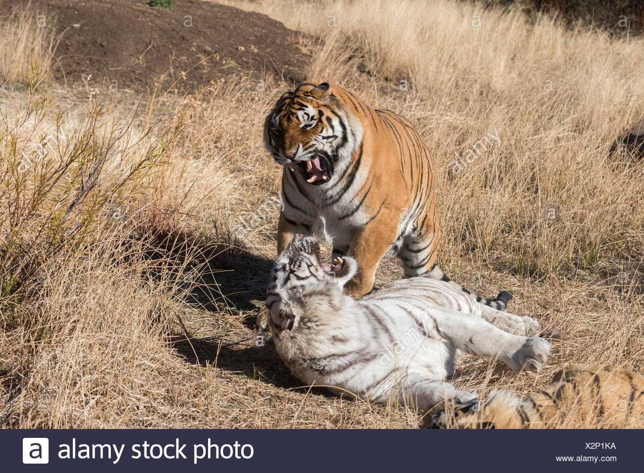 Asian Bengal Tiger Panthera Tigris Tigris White Tigresse Refuses To Mate With Her Own Son As He Tries Desperately To Win Her Favour Stock Photo Alamy