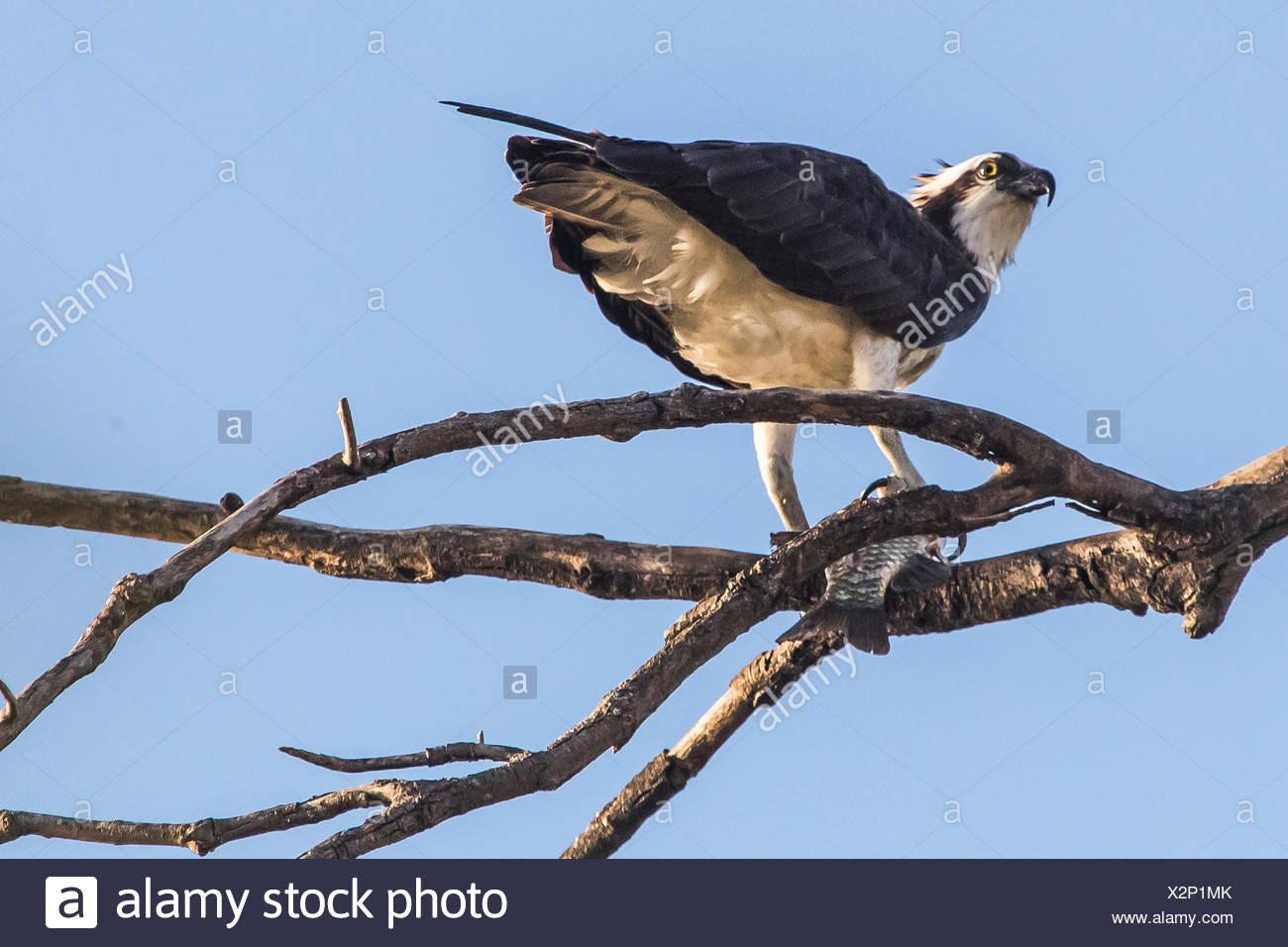 Woodbridge Stock Photos & Woodbridge Stock Images Alamy