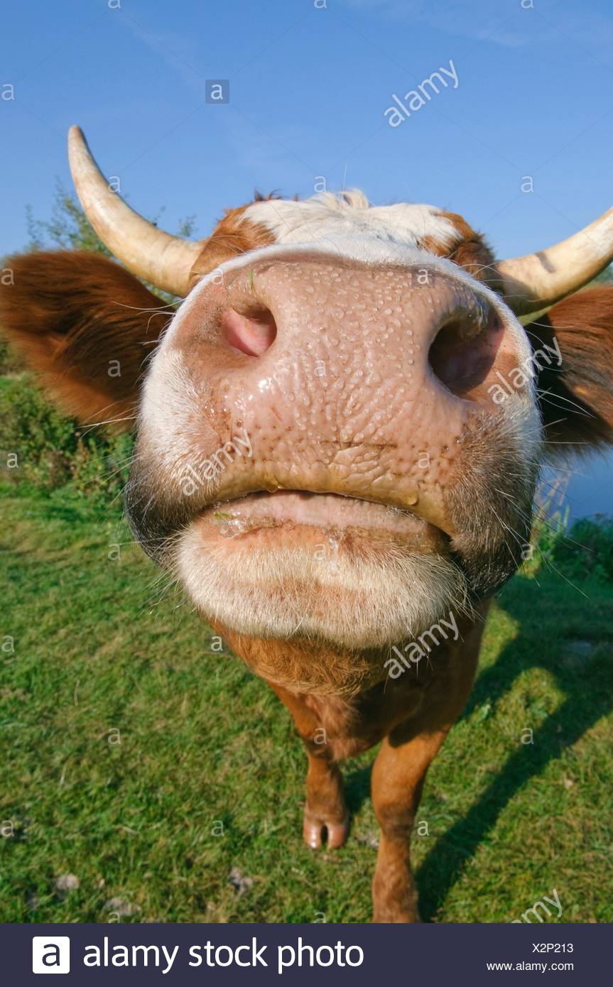 Funny Cow Head Stock Photos & Funny Cow Head Stock Images - Alamy