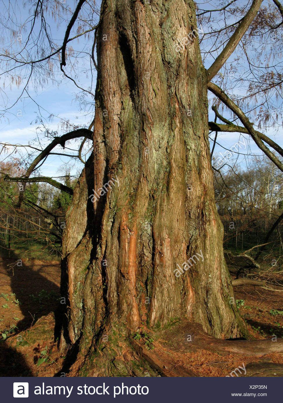 Metasequoia Glyptostroboides Winter Metasequoia Glyptostroboides Winter