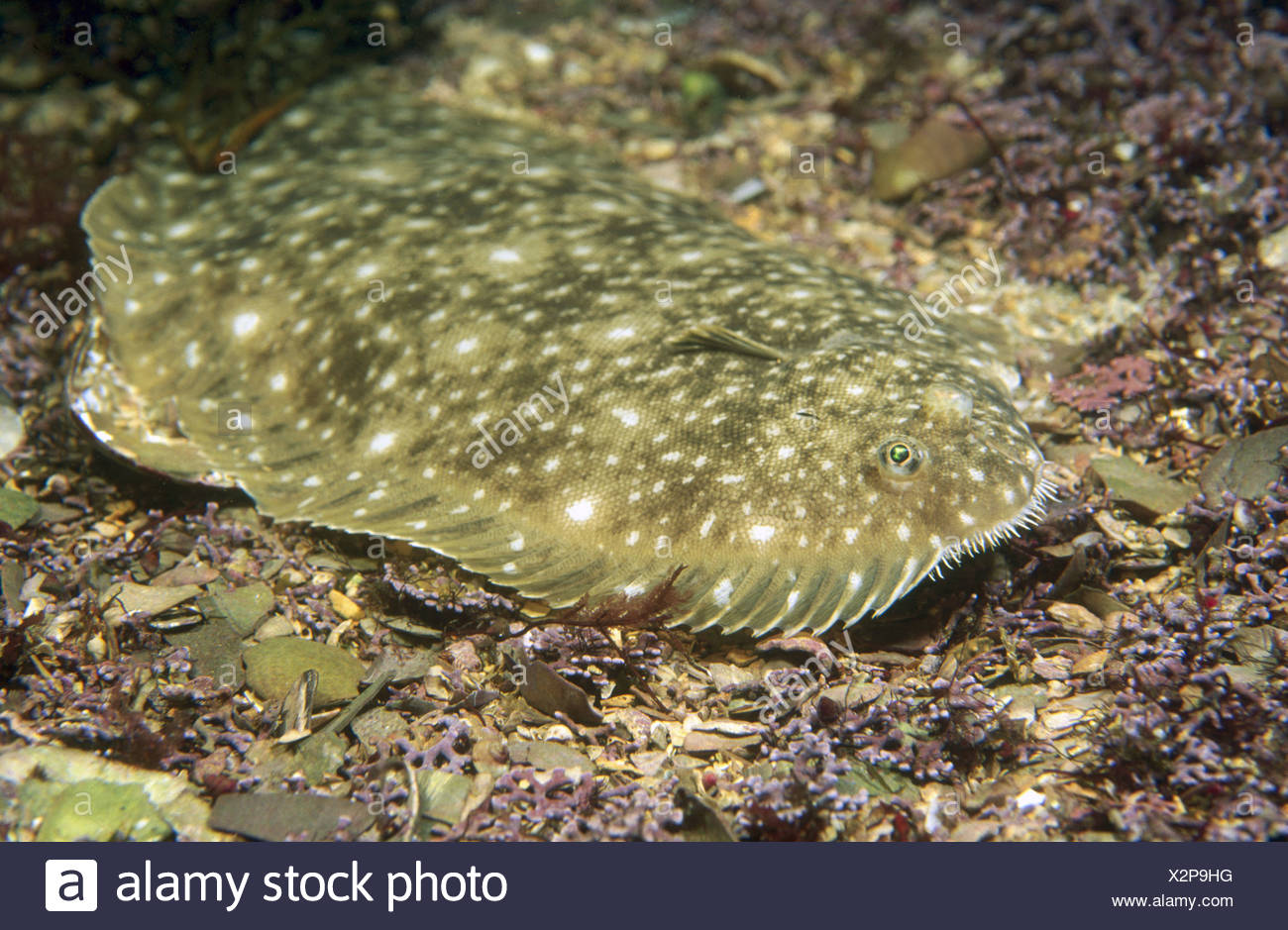 Senegalese Sole Stock Photos & Senegalese Sole Stock Images - Alamy