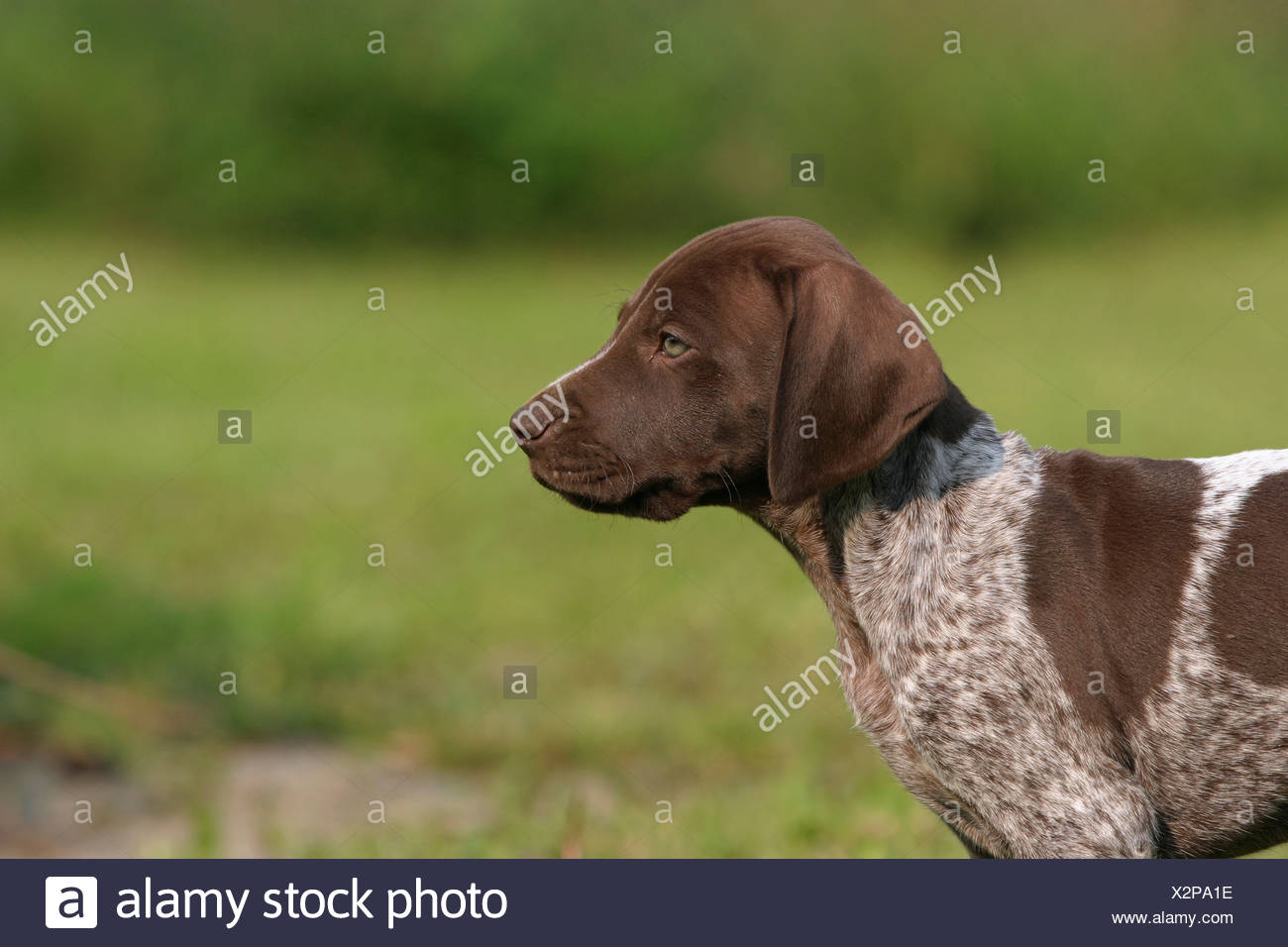 Deutsch Kurzhaar Welpe German Shorthaired Pointer Puppy Stock
