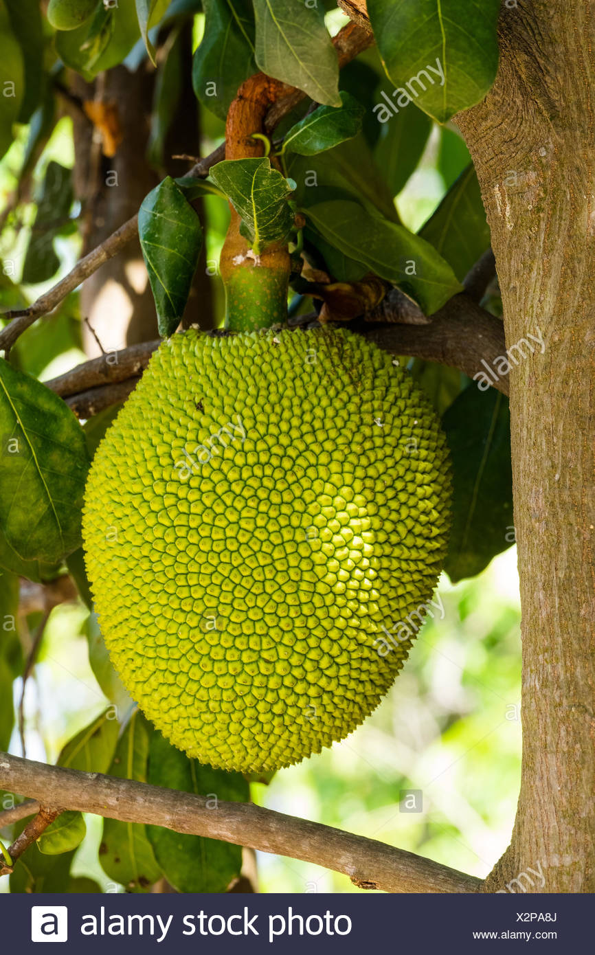 Jackfrucht High Resolution Stock Photography And Images Alamy
