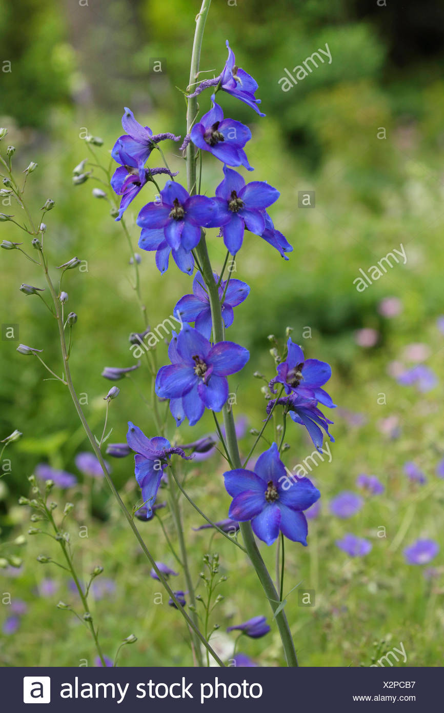 Candle Larkspur Delphinium Elatum Stock Photos & Candle Larkspur