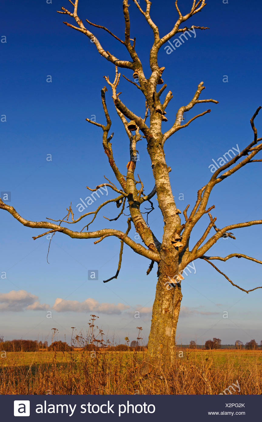 Dead Birch Tree Stock Photos & Dead Birch Tree Stock Images Alamy