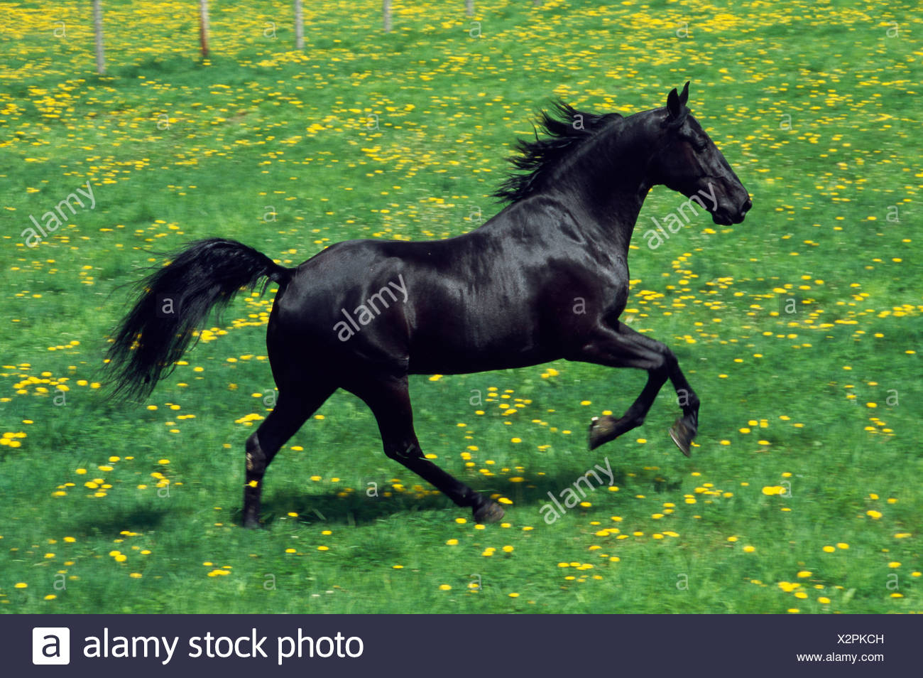 Black Beauty main image 0