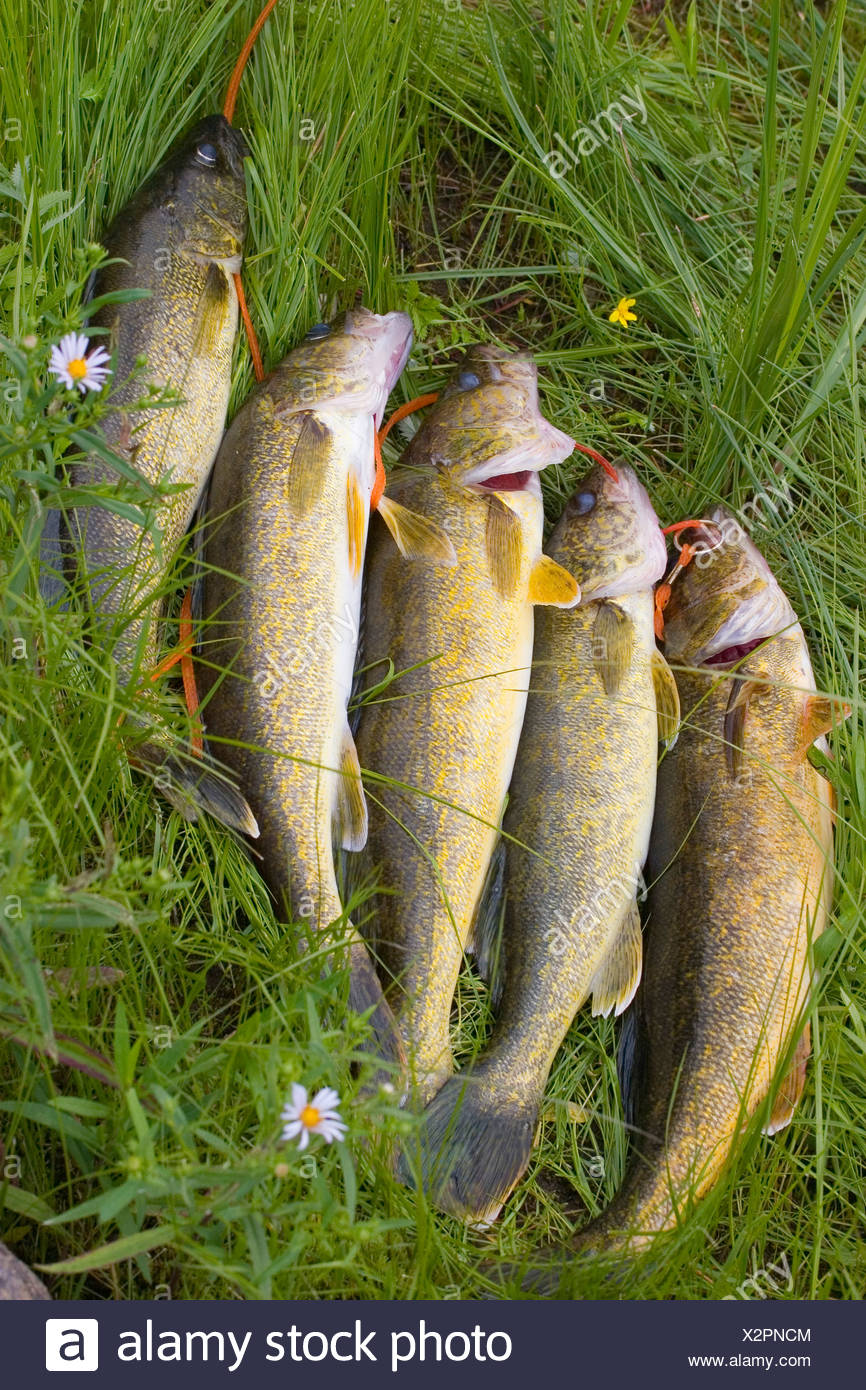 string fishing