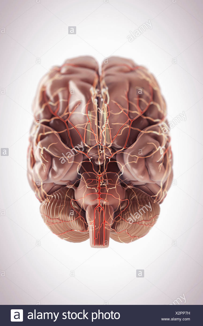 Inferior View Of The Brain And Its Blood Supply Stock Photo