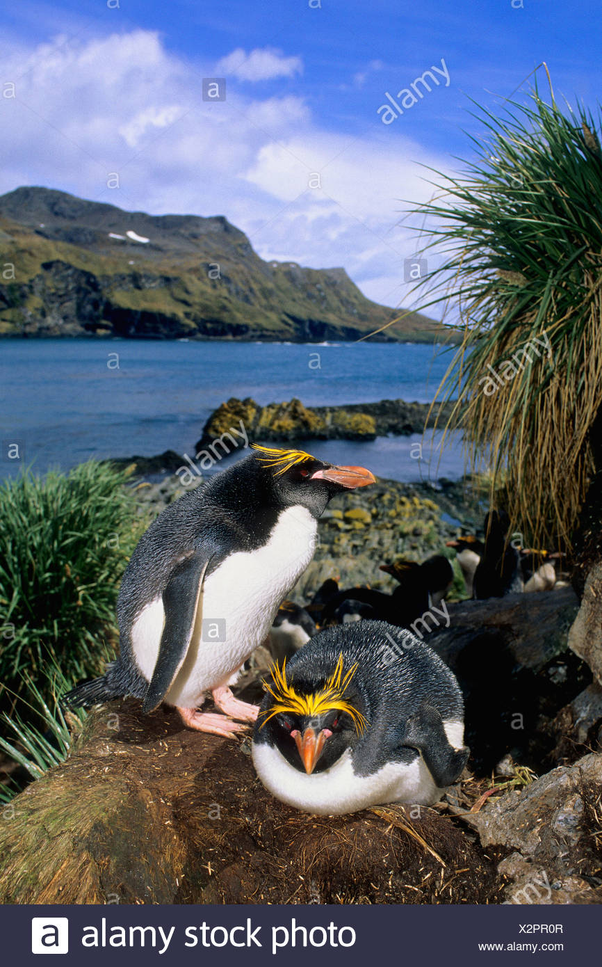 Male Guarding Eggs Stock Photos & Male Guarding Eggs Stock Images - Alamy
