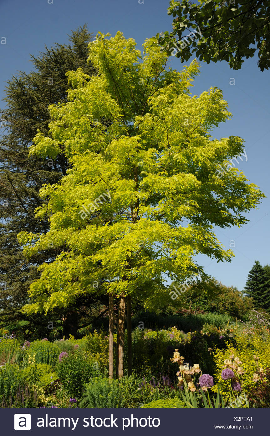 Yellow Locust Stock Photos & Yellow Locust Stock Images Alamy