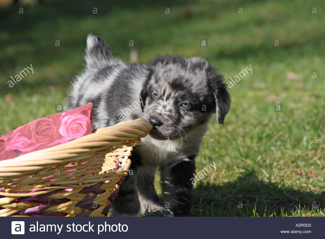 Australian Shepherd Mix Puppy Stock Photo Alamy