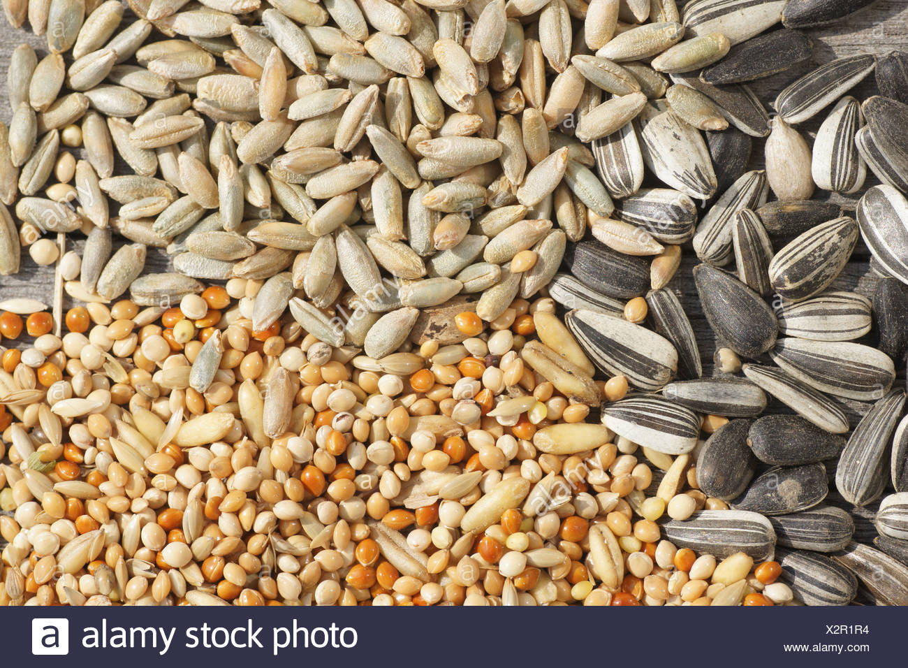Millet Grass Seed High Resolution Stock Photography and Images Alamy