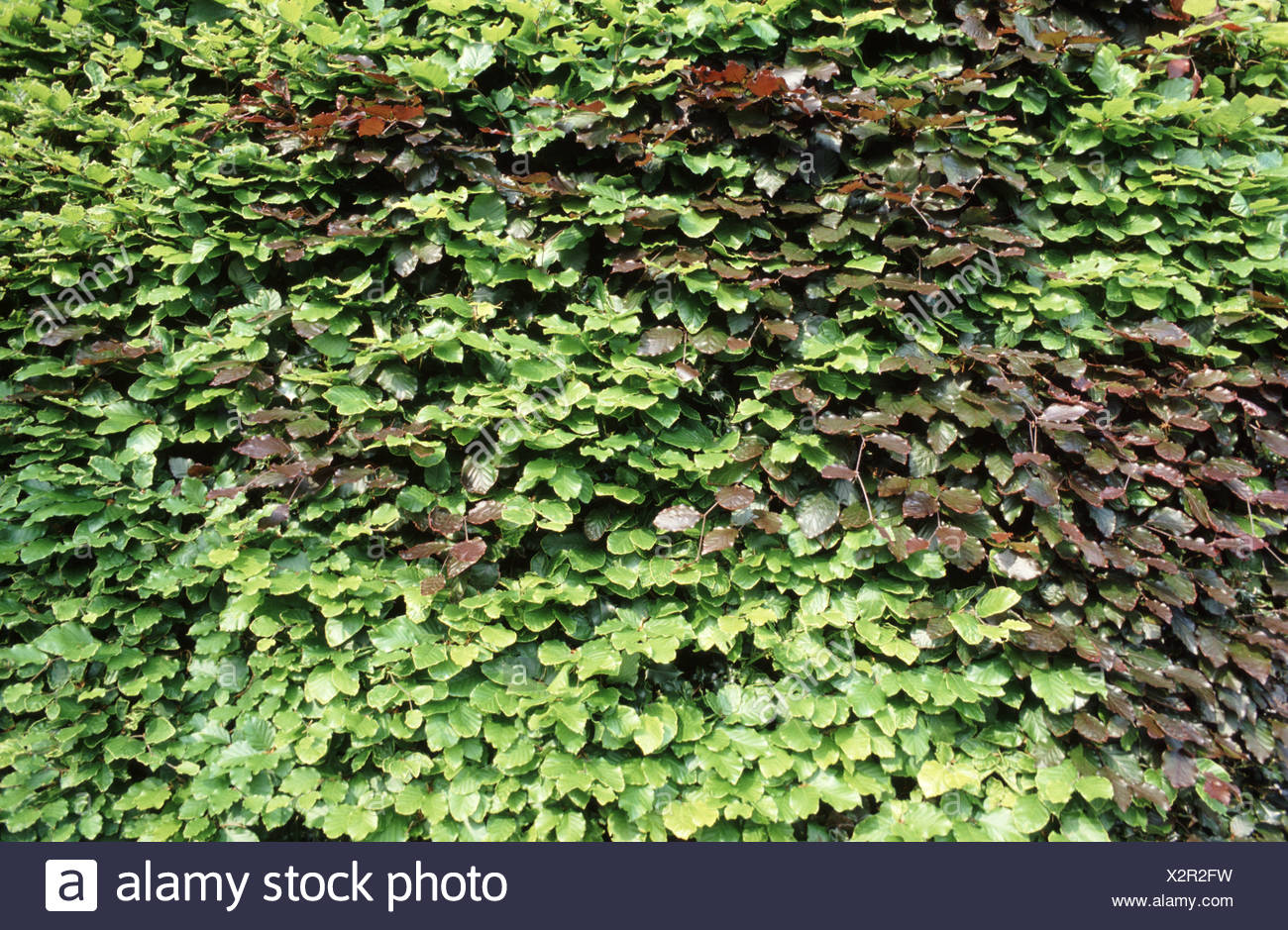 Copper Beech Hedge High Resolution Stock Photography and Images - Alamy