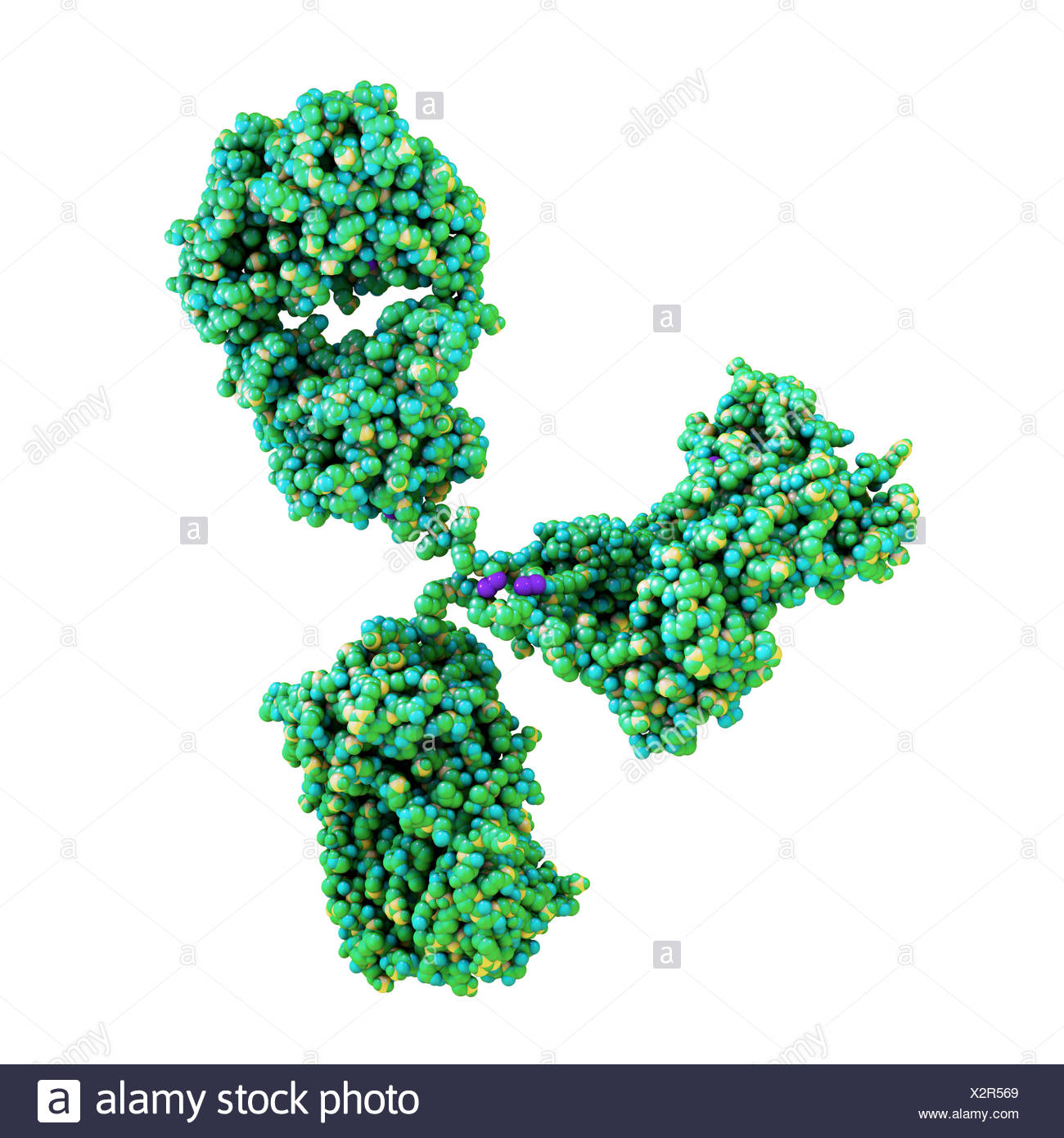 Gamma Globulin Stock Photos & Gamma Globulin Stock Images Alamy