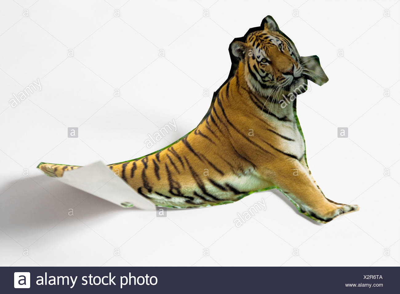 Paper Tiger Stock Photos & Paper Tiger Stock Images Alamy