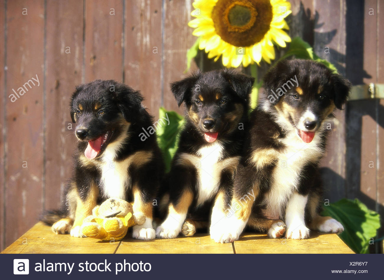 puppies race