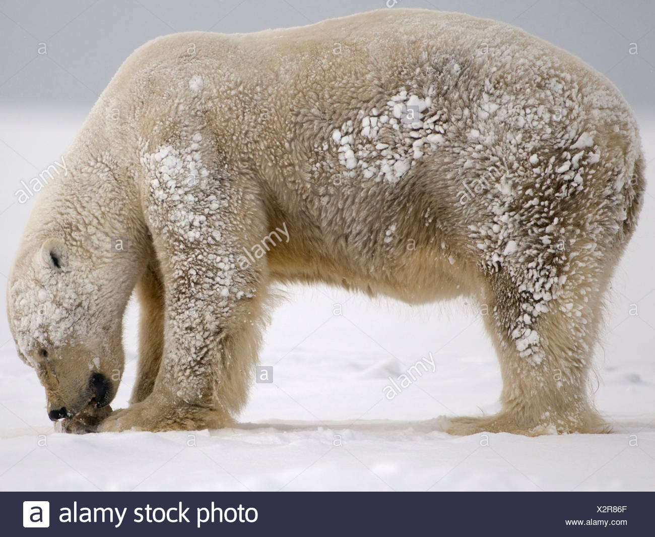 Adult Male Polar Bear Feeding On Whale Blubber Stock Photo Alamy