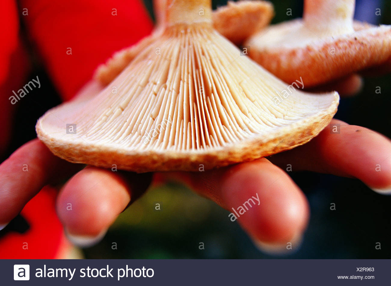 Picking Mushrooms Stock Photos & Picking Mushrooms Stock Images Alamy
