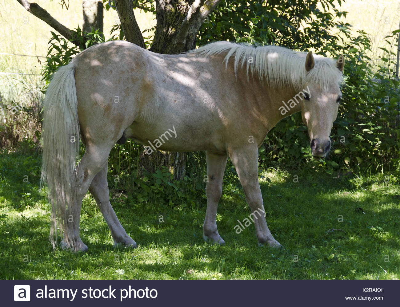 Cream Horse High Resolution Stock Photography and Images Alamy