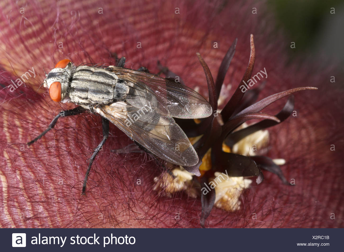 Flies Lay Eggs High Resolution Stock Photography and Images Alamy