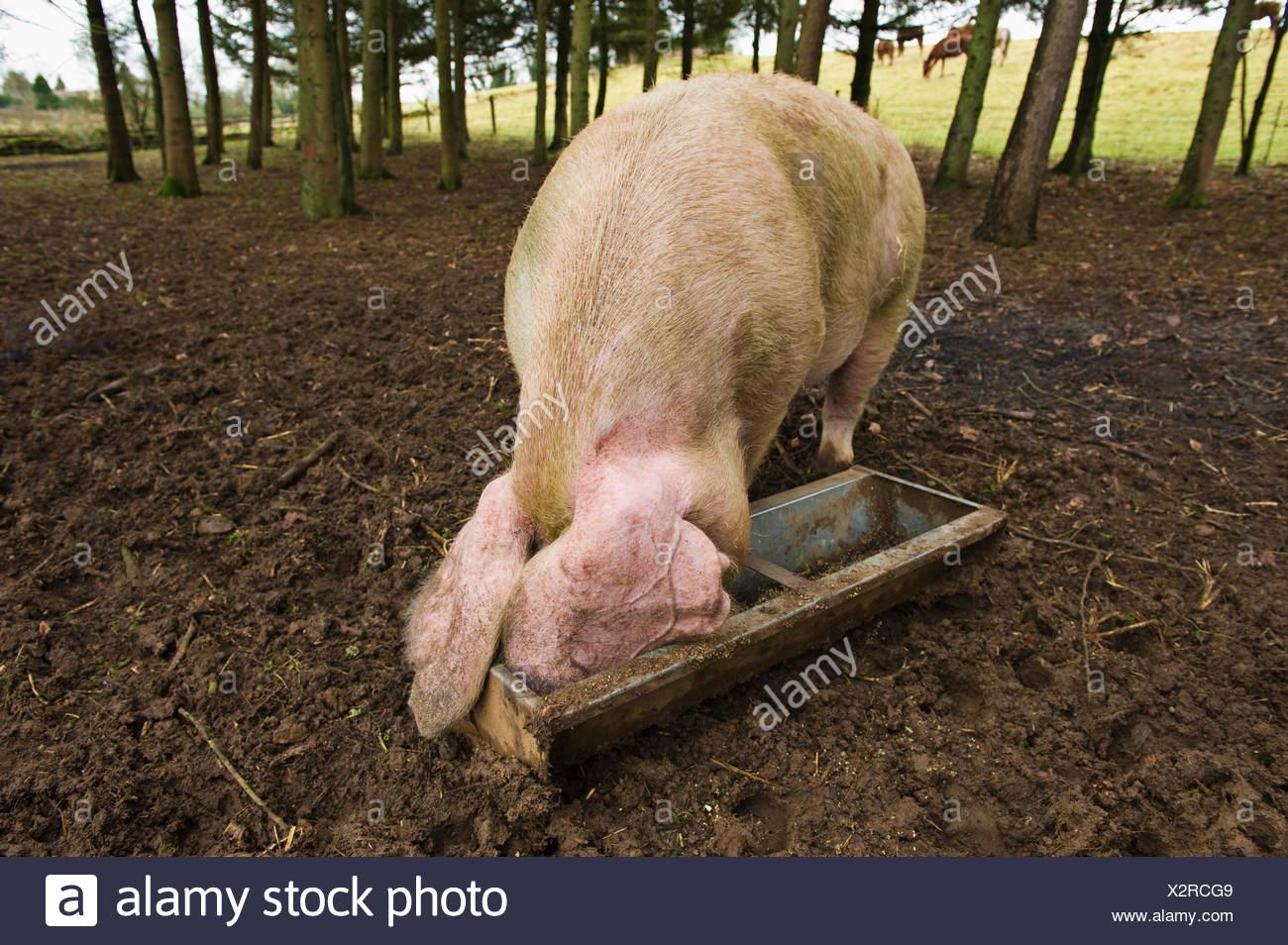 Pig Trough Stock Photos & Pig Trough Stock Images Alamy