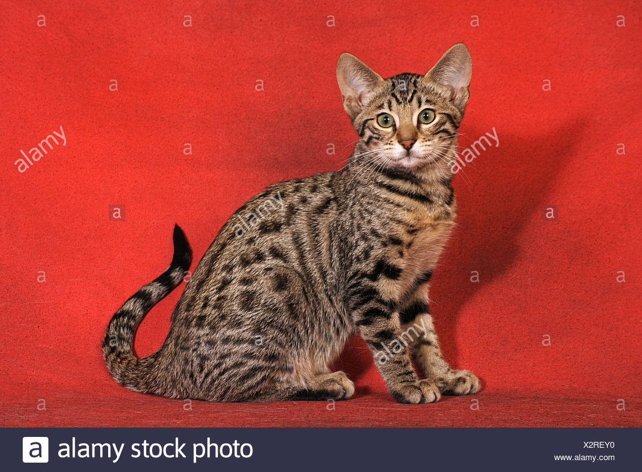 adult savannah cat