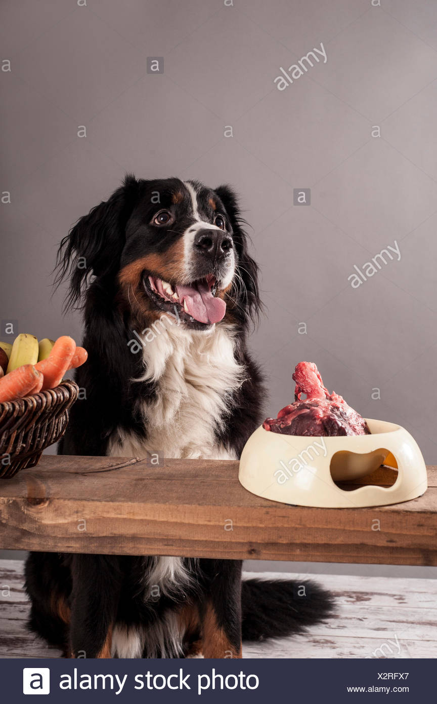 raw diet for bernese mountain dog
