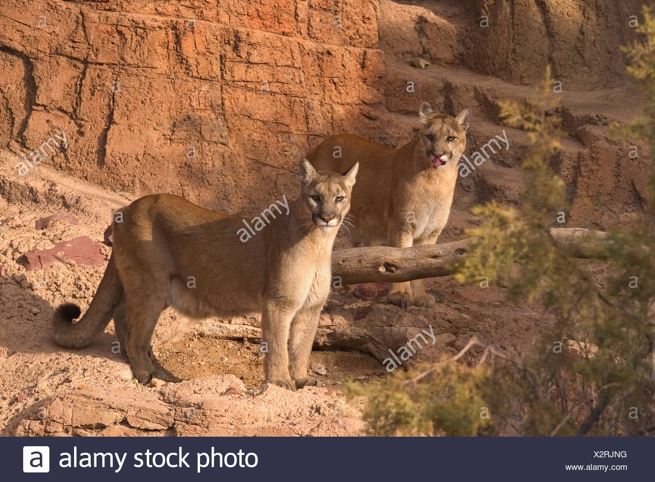 images of pumas