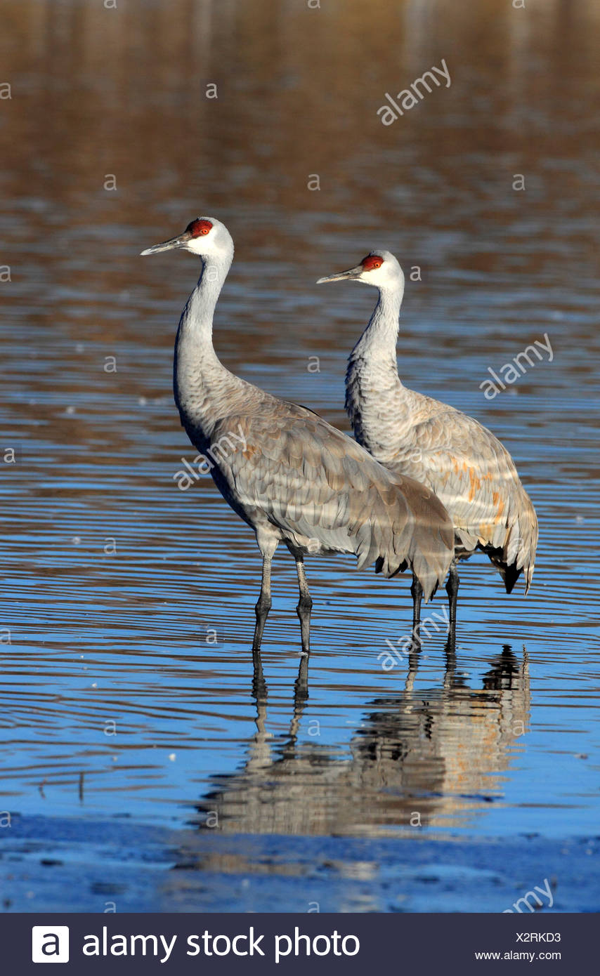It Was Twilight And Sandhill Cranes >> Grus Canadensis Sandhill Crane Cranes Birds Wading Water Twilight It Was Twilight And Sandhill Cranes >> Grus Canadensis Sandhill Crane Cranes Birds Wading Water Twilight