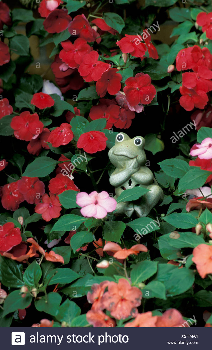 Busy Lizzy High Resolution Stock Photography and Images - Alamy