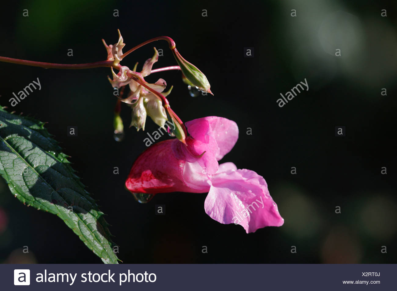 Indian Balsam, ornamental jewelweed ( Impatiens glandulifera ) Stock Photo