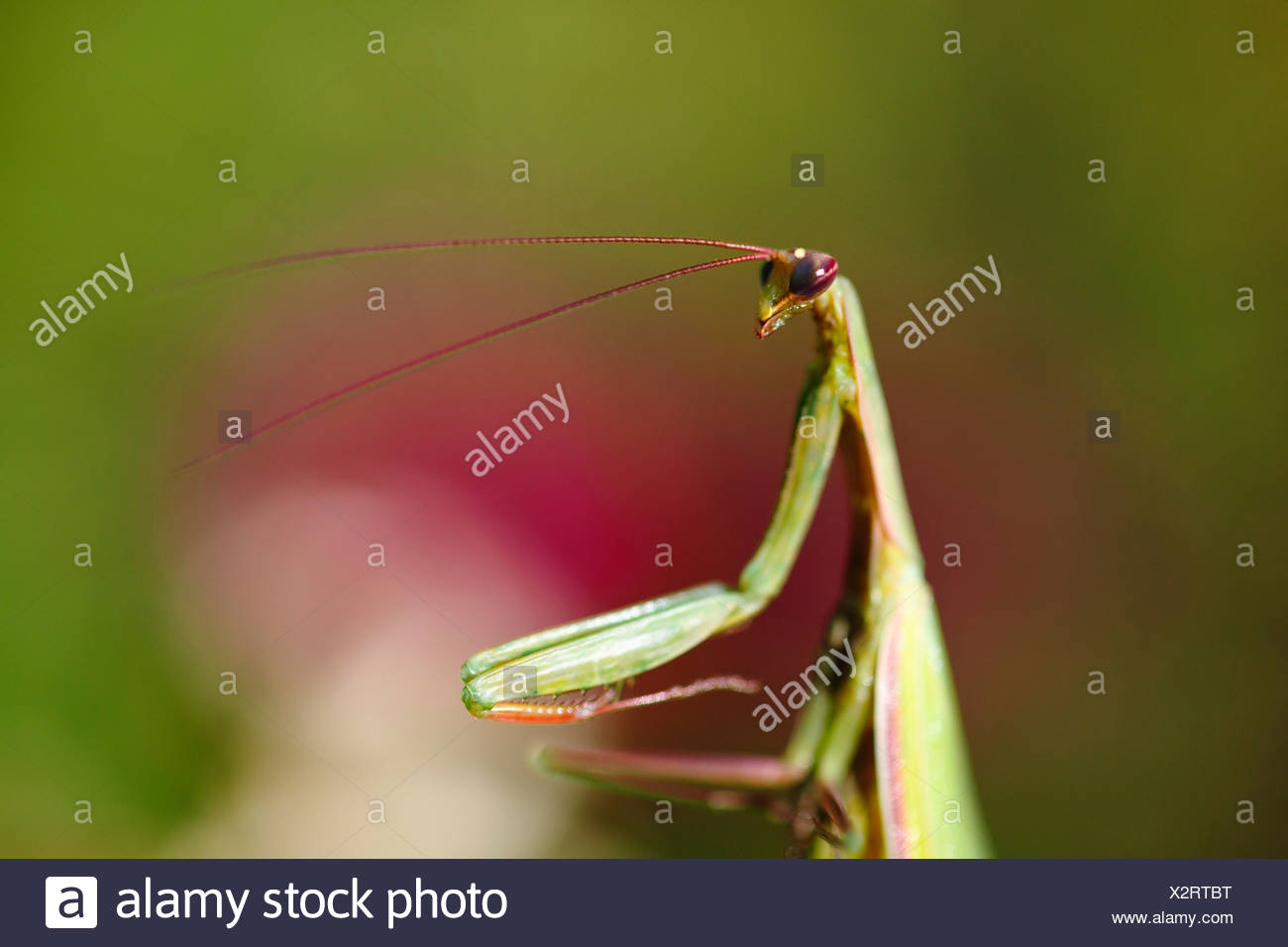 Mantis Praying Insect Green High Resolution Stock Photography and Images Alamy