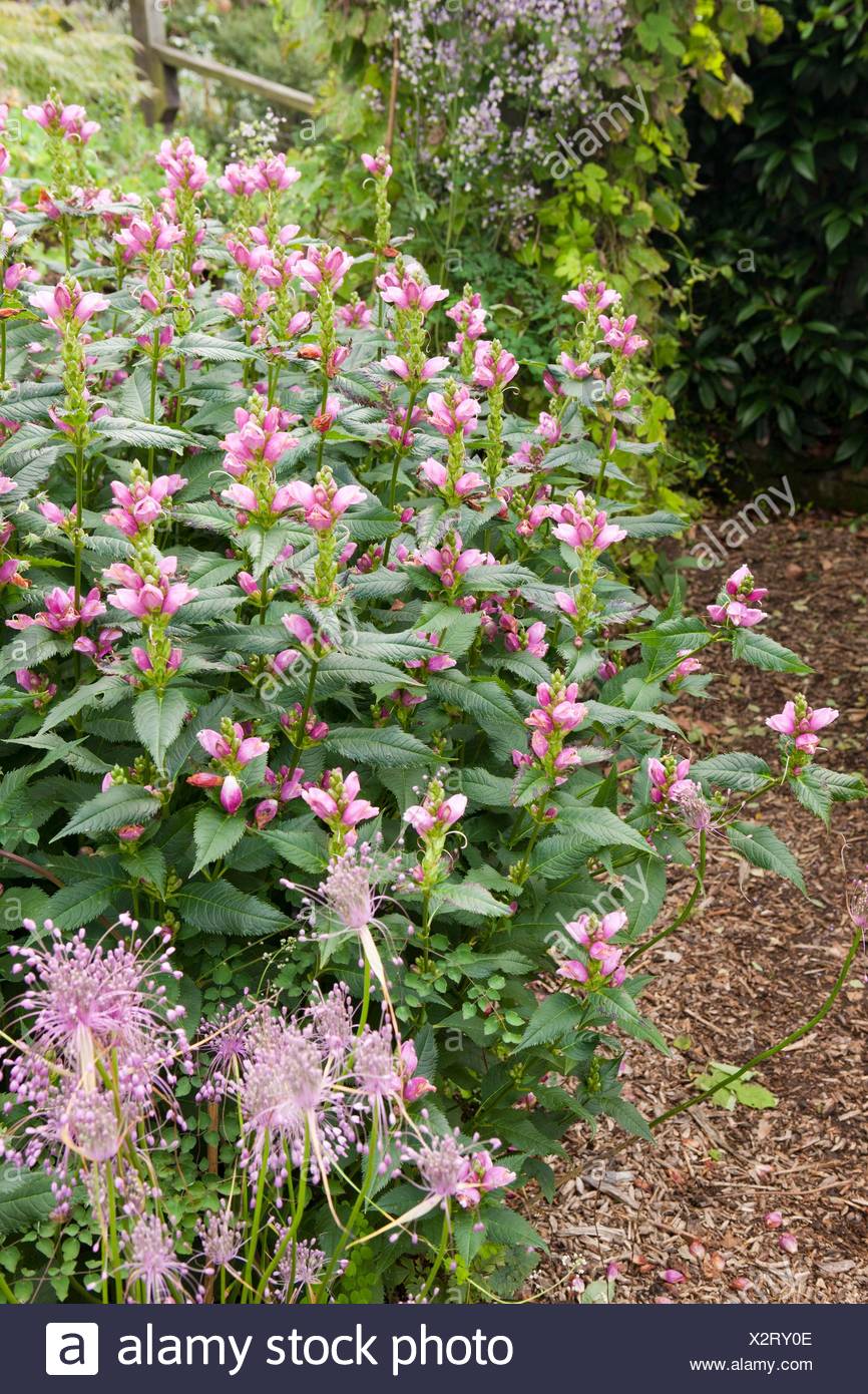 Chelone Obliqua Red Turtleheads Growing At Poppy Cottage Garden On