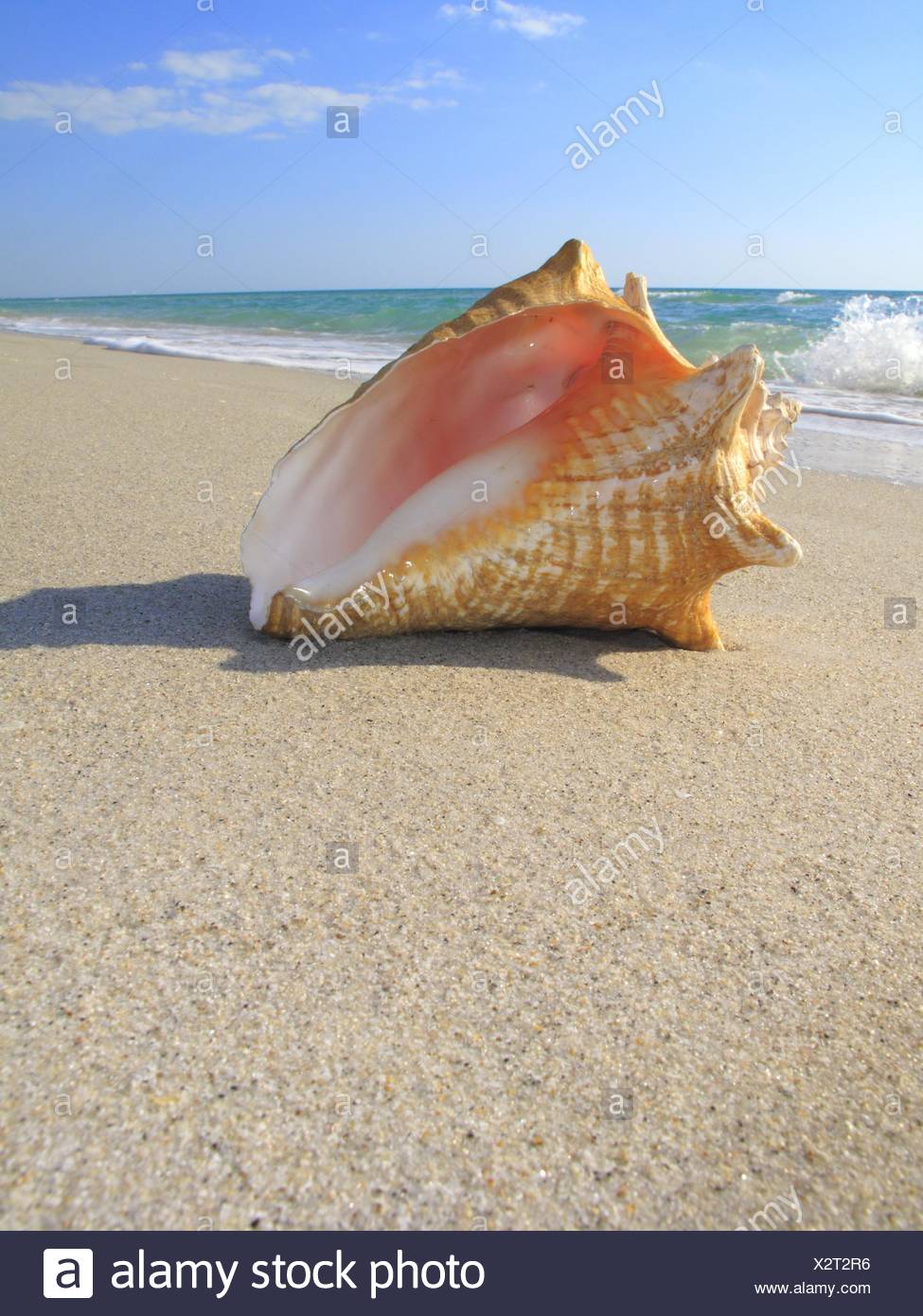 Conch Shell In Water High Resolution Stock Photography and Images Alamy