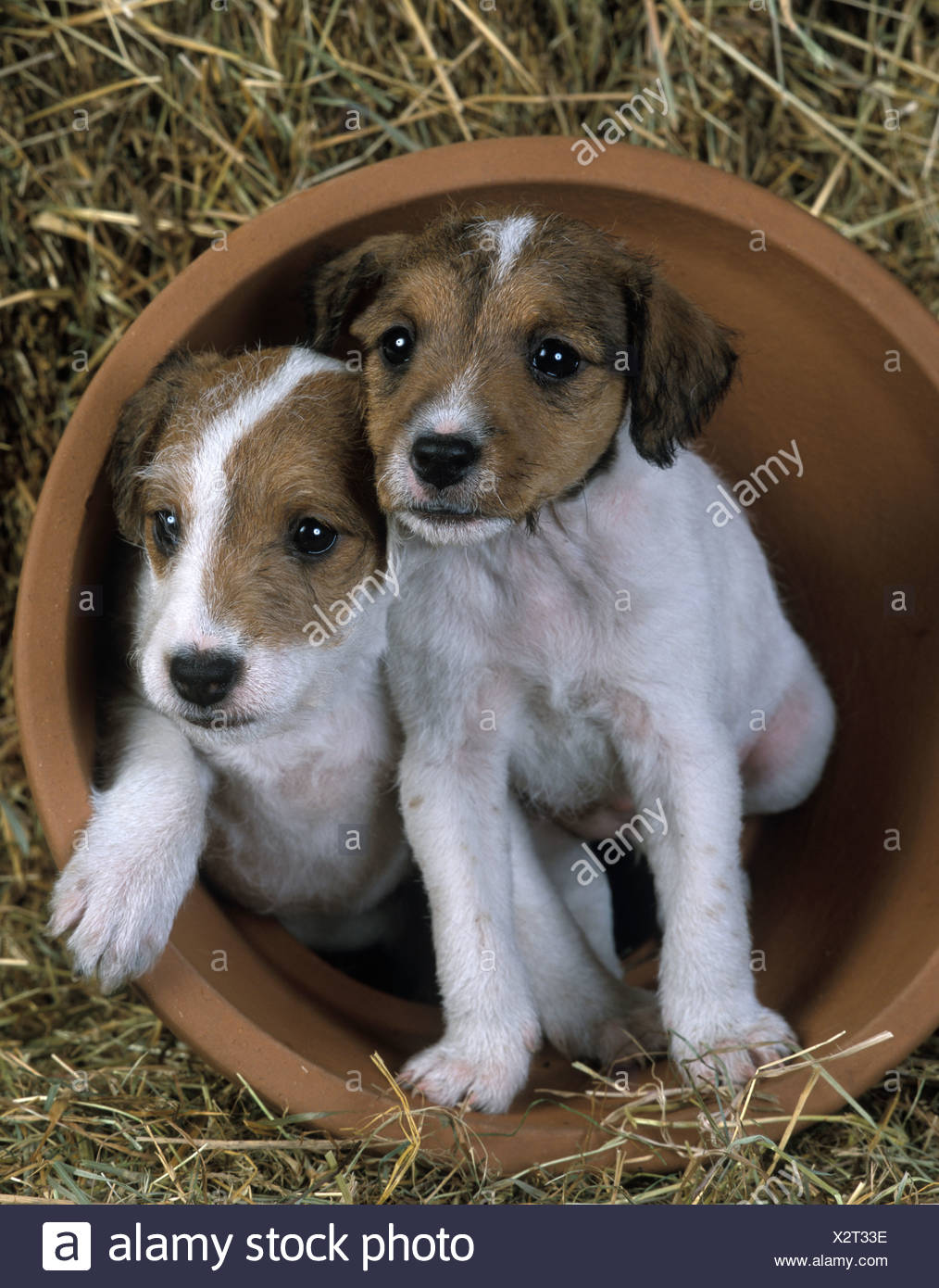 6 weeks old jack russell