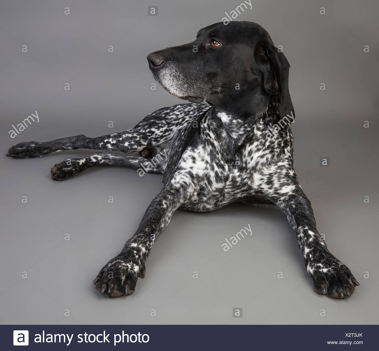 Portrait Of German Shorthaired Pointer Lying In Front Of Grey
