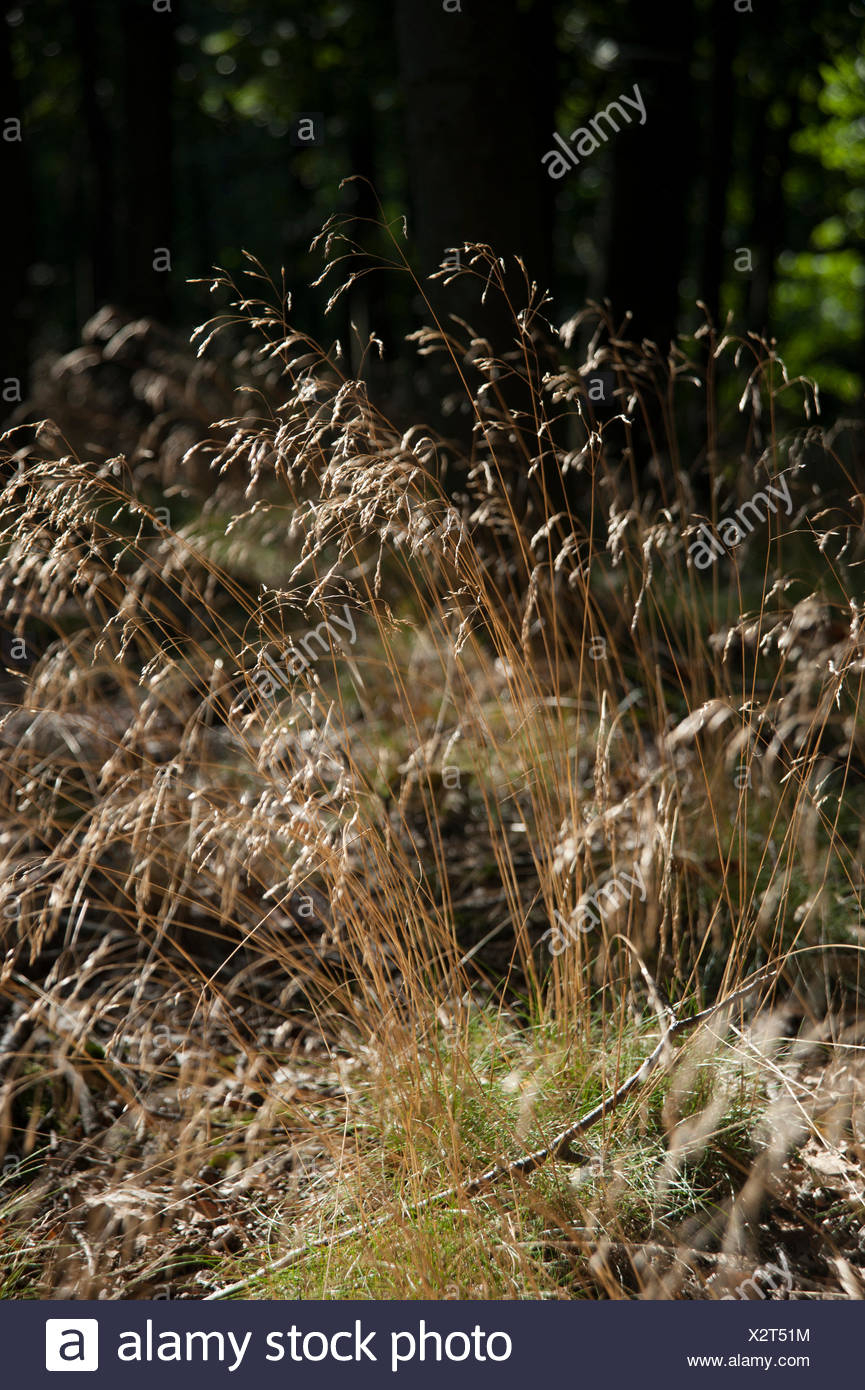 Wavy Hair Grass Deschampsia Flexuosa Stock Photo 277126016 Alamy
