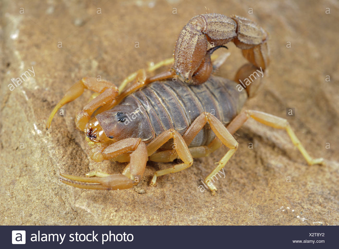 Yellow Thick Tailed Scorpion Parabuthus Mossambicensis Adult On Rock Karoo Region South Africa Stock Photo Alamy Yellow Thick Tailed Scorpion Parabuthus Mossambicensis Adult On Rock Karoo Region South Africa Stock Photo Alamy