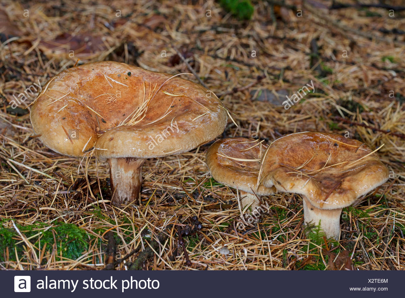 Коровники Фото Съедобные