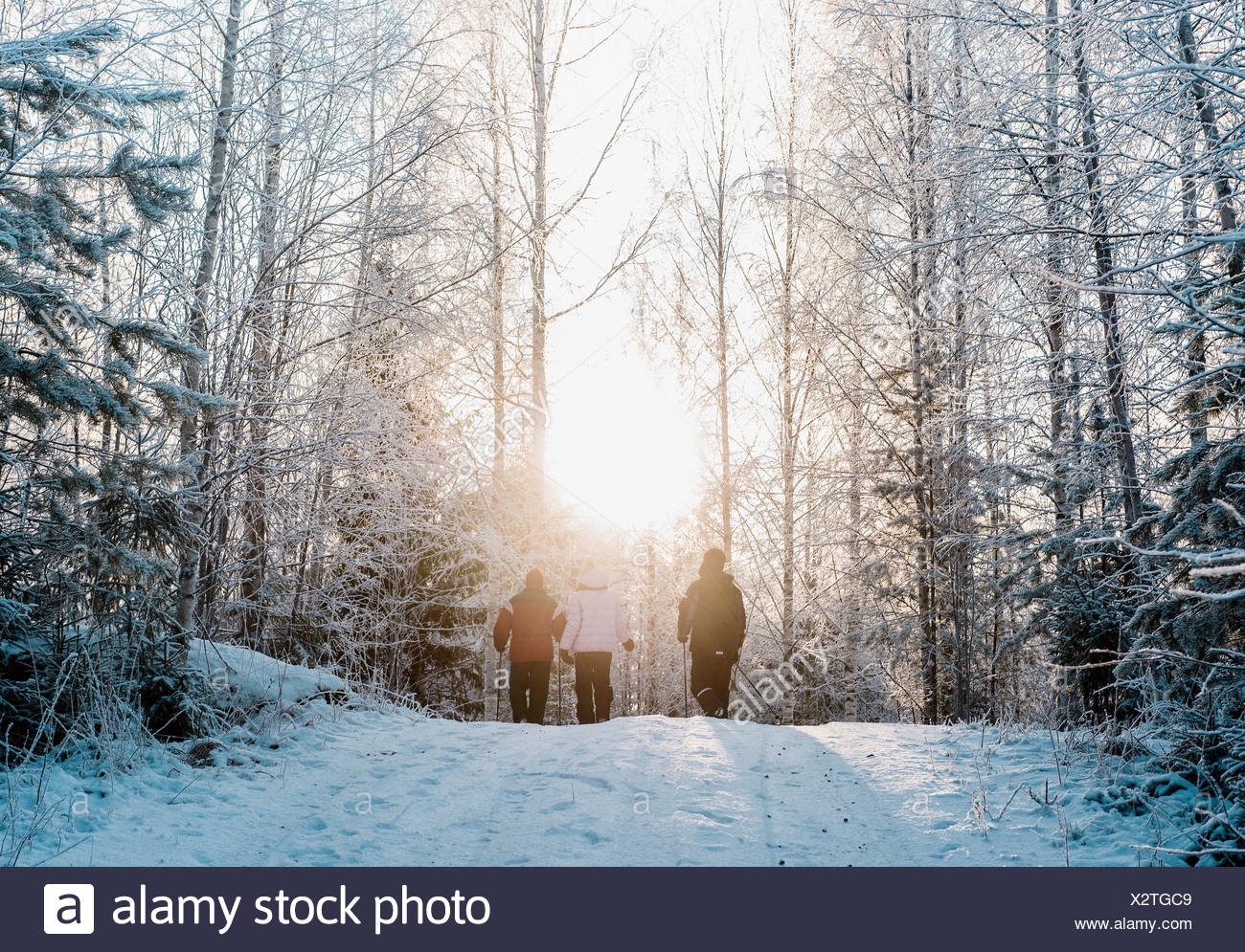 Three people nordic walking in snow covered forest Stock Photo
