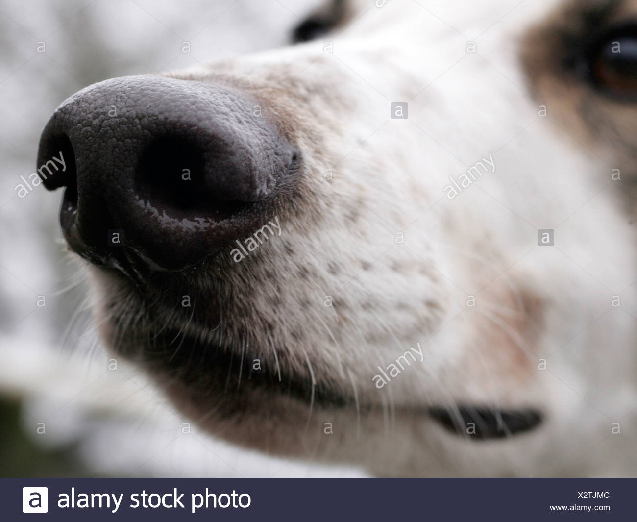 greyhound nose