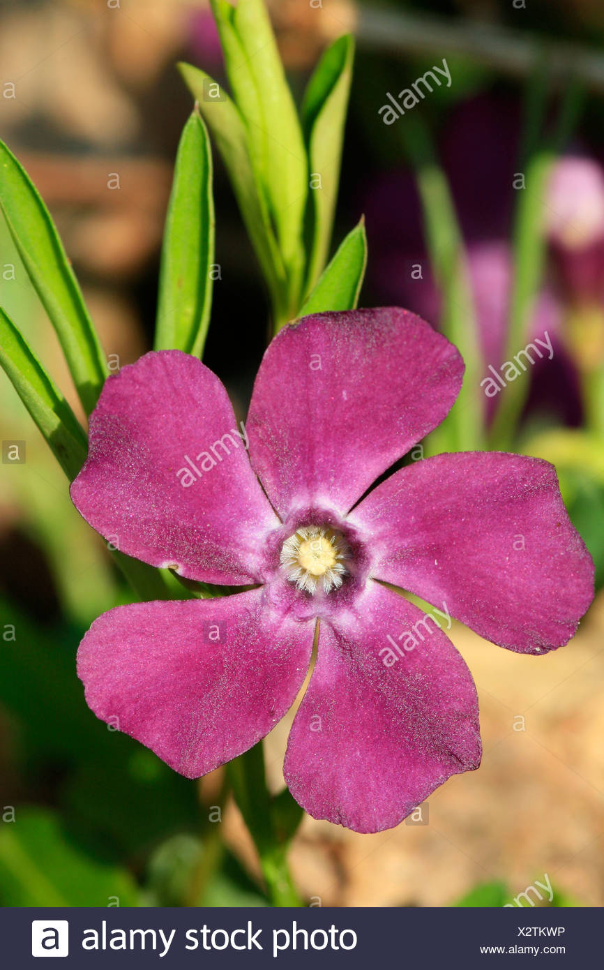 Vinca Plants High Resolution Stock Photography and Images Alamy