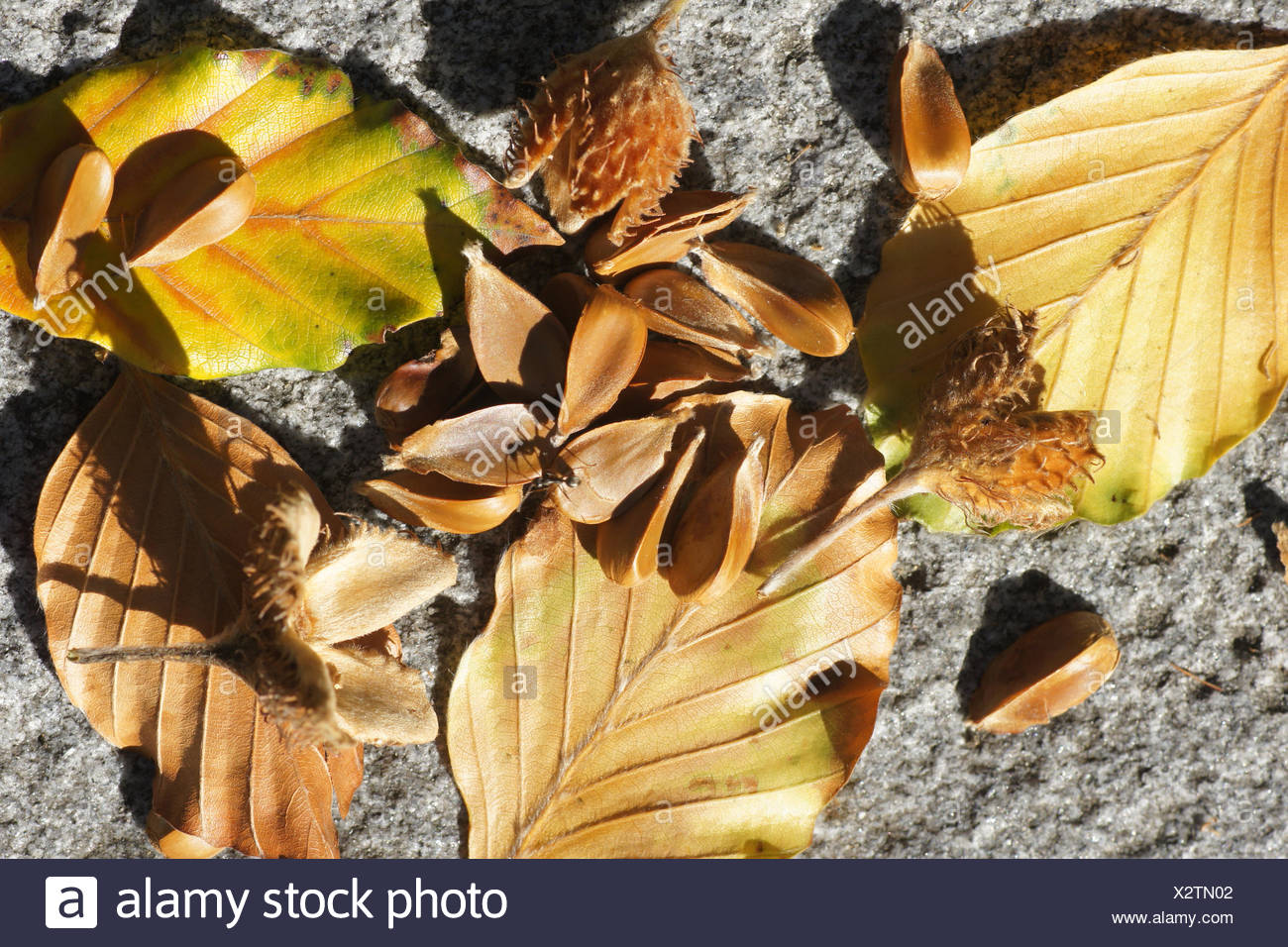 Beech Nuts High Resolution Stock Photography and Images Alamy