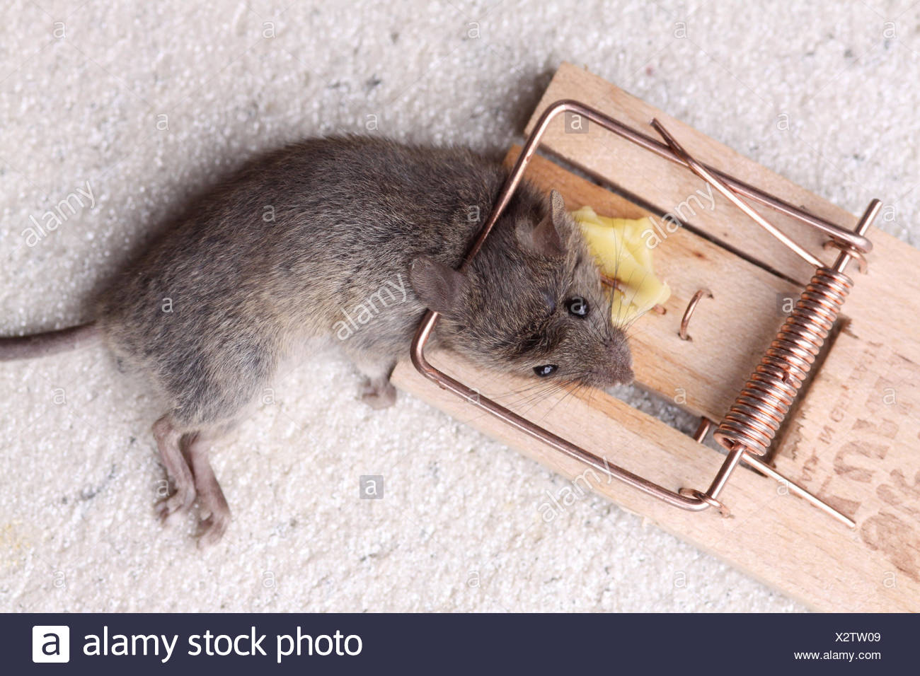 Mousetraps With Cheese High Resolution Stock Photography And Images Alamy