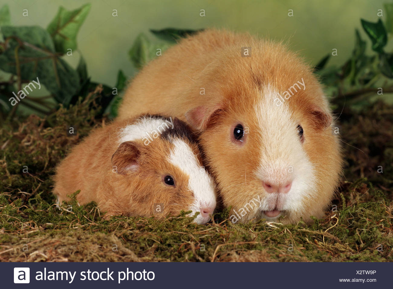 young guinea pig